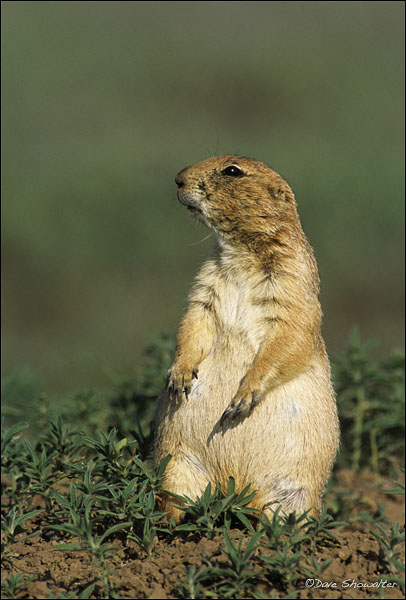 A shortgrass prairie keystone species, some 160 animals depend upon the prairie dog for survival.&nbsp; Cynomys ludovicianus